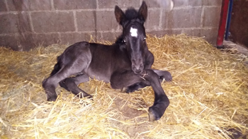 fell pony foal one day old